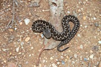 /album/aves-e-animais-que-podem-ser-observados-na-trofa/a047-3-jpg/